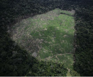 Humans Damaging Wild Forests At 'alarming Rate' - Green - News 