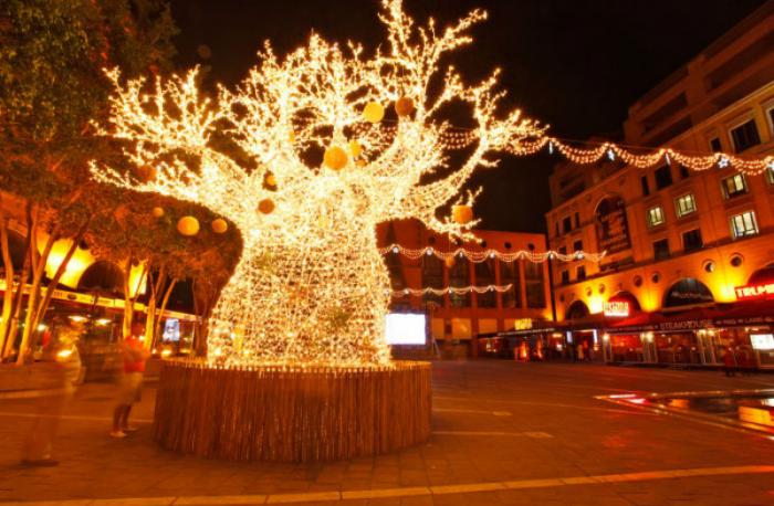 Christmas Baobob Tree in Johannesburg South Africa.