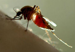 Jurassic Park? Genetically modified mosquitoes released in test ...