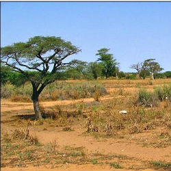 The African Sahel region declares 'a catastrophic year' - Africa ...