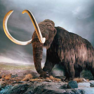 Woolly mammoth fragments spur on new hopes for cloning - Green - News ...