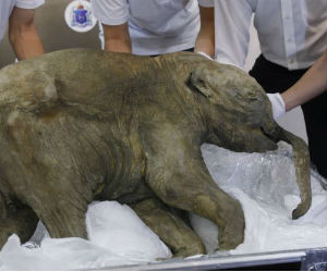 Baby mammoth could bring prehistoric species back to life - Technology ...