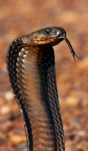 VIDEO: What's scarier than a shark? How about a GIANT COBRA on the ...