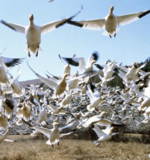 Two Thousand Snow Geese Mysteriously Fall Dead From Idaho Sky - U.S ...