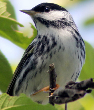 small woodland songbird nyt