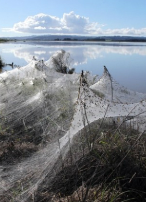 Spiders in Australia: Baby Spiders Are Raining Down