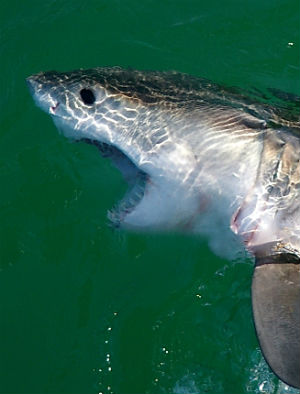 A dozen great white SHARKS spotted off L.A. coast! - U.S. News - News ...