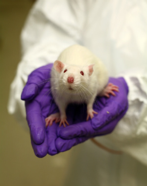 Aborted Baby Organs Being Used For Bioengineering Rodents - Health 