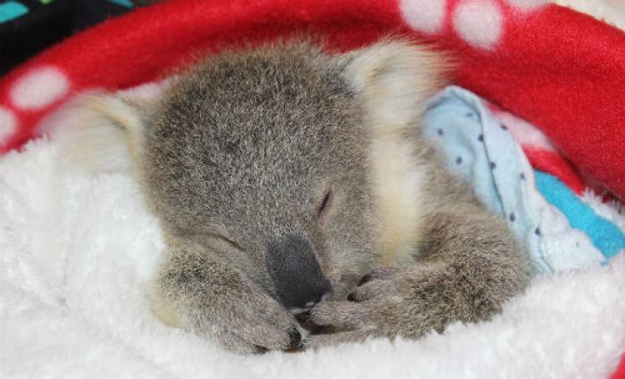 bany koala