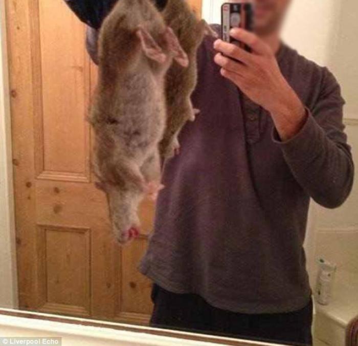 Immune to poison, GIANT rats terrify Great Britain Europe