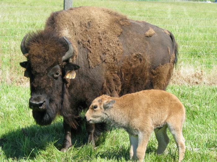 Where the buffalo roam... Native Americans plan return of free range ...