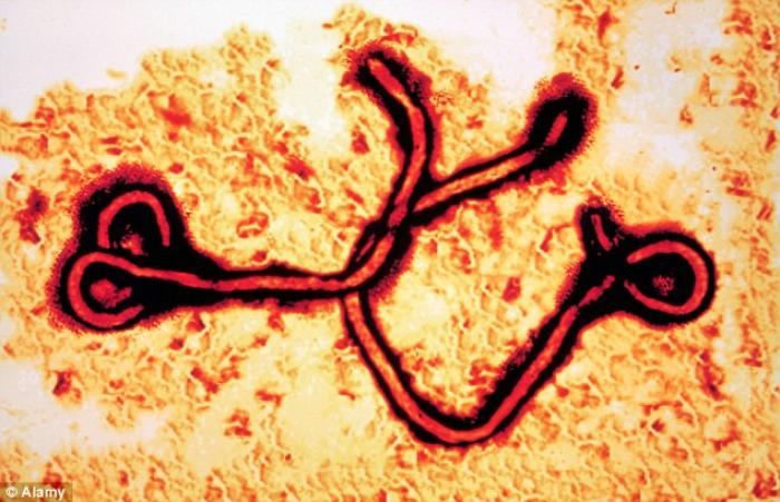 Ebola Can Stay Virulent On Unclean Surfaces For Seven Weeks Scientists Say Health And Wellness