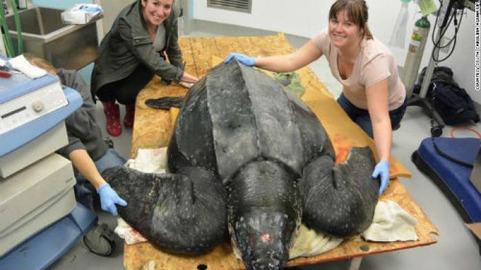 Rare 475 Pound Leatherback Sea Turtle Washes Up On South Carolina